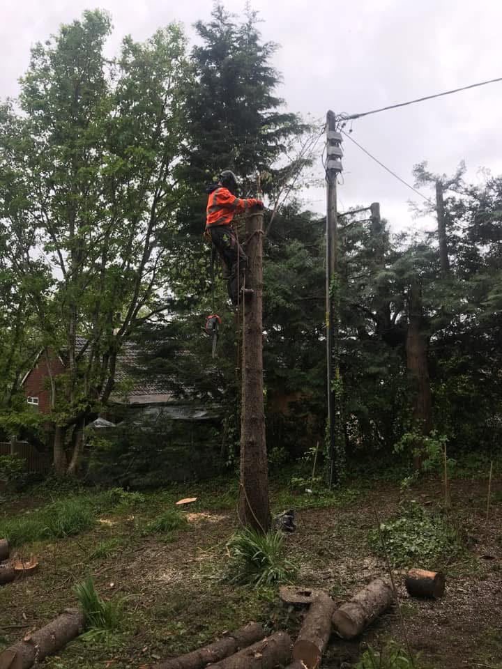 Sectional Felling · Conwy