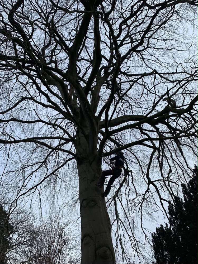 Winter Pruning · Llandudno