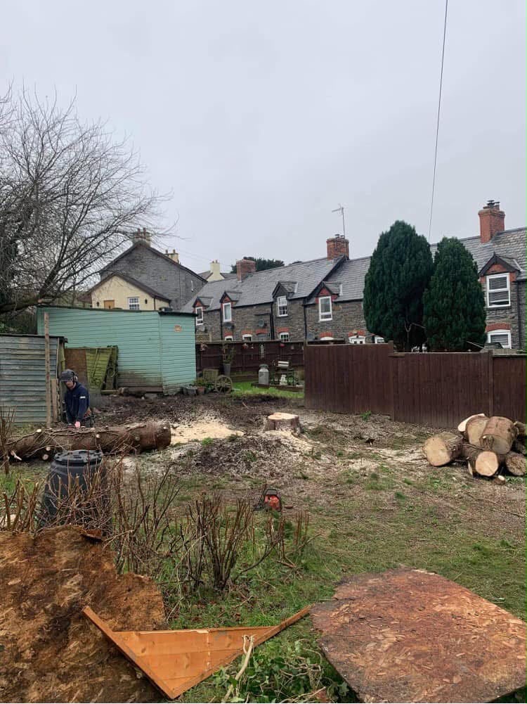 Tree Felling · Rhyl