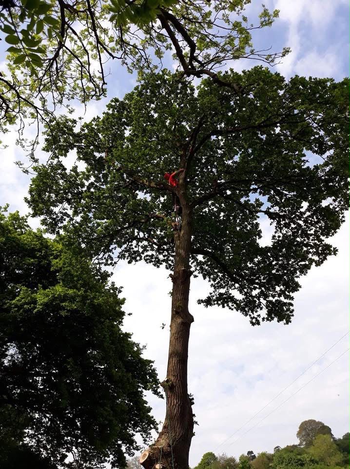 Crown Reduction · Denbigh