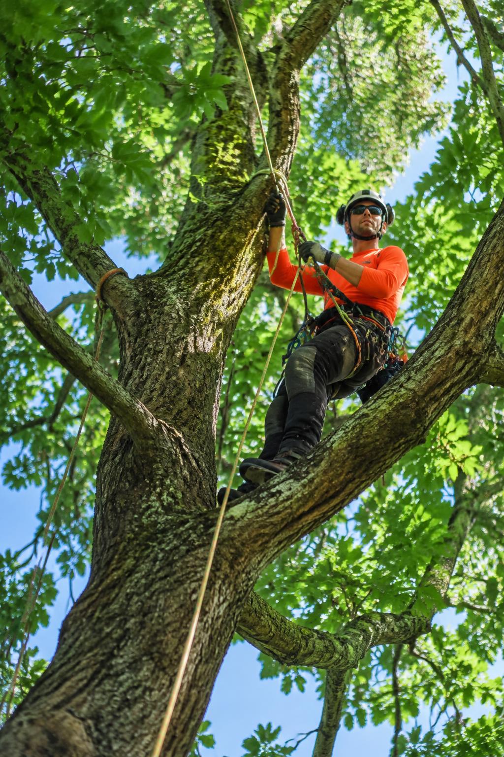 Climber in the canopy
